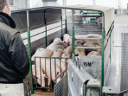 transport-schweine-800x600